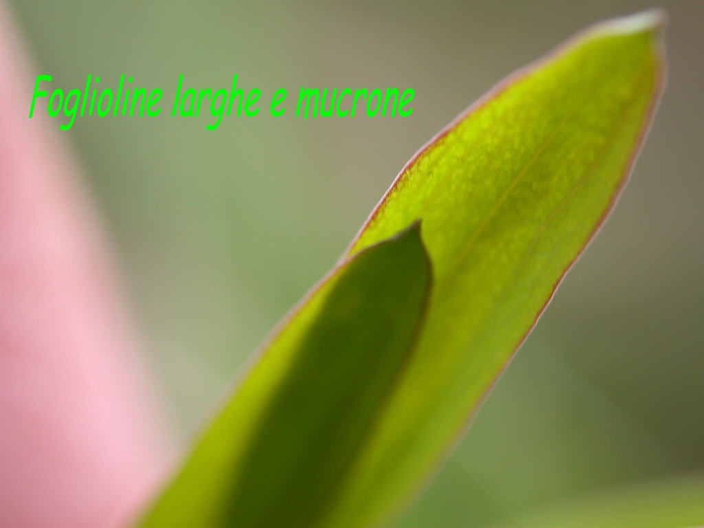 Lathyrus linifolius / Cicerchia a foglie di lino